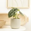 Elephant Ear | Silver Dragon | Rare Plant