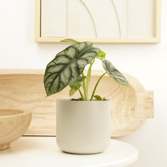 Elephant Ear | Silver Dragon | Rare Plant | Spooky Houseplants