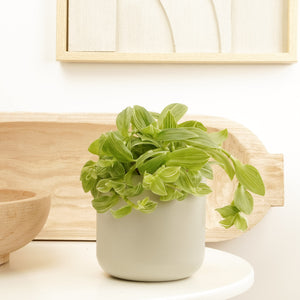 Wandering Dude | Ivory Hill | Bright Tenderness | Hard To Find - Indoor Plant