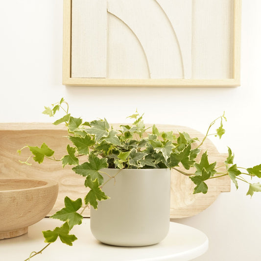 Ivy | Goldchild | Perfect Plants for Under £50
