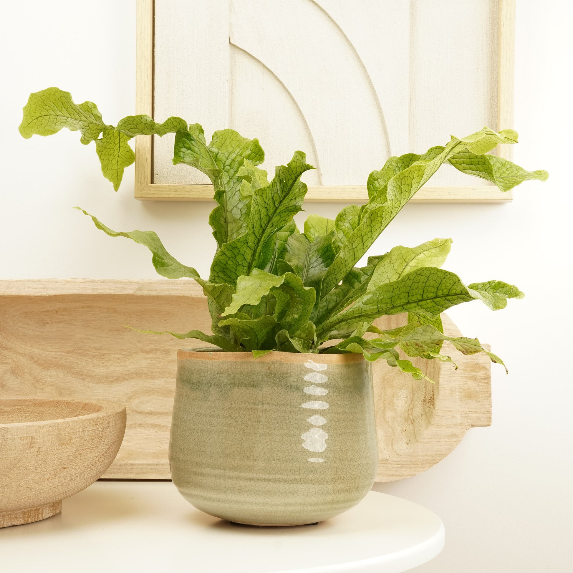 house plant that looks like lettuce Crocodile Fern