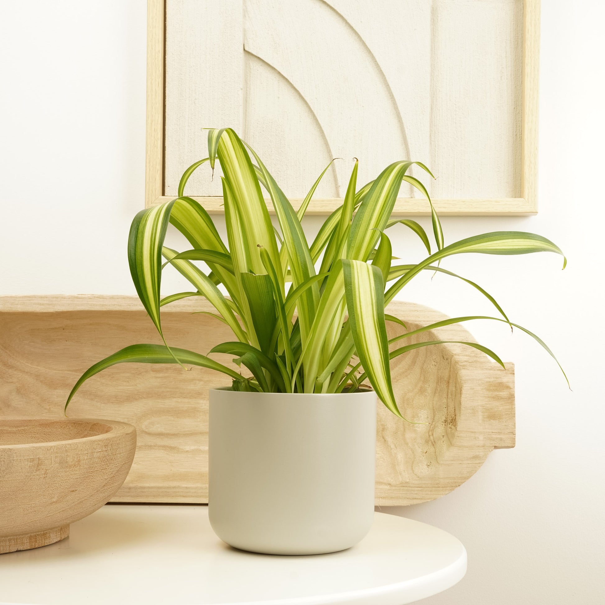 chlorophytum hawaiian spider Spider Plant | Hawaiian