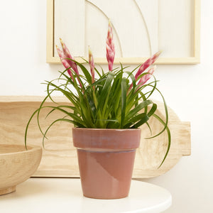 Vriesea Flaming Sword | Astrid - Indoor Plant