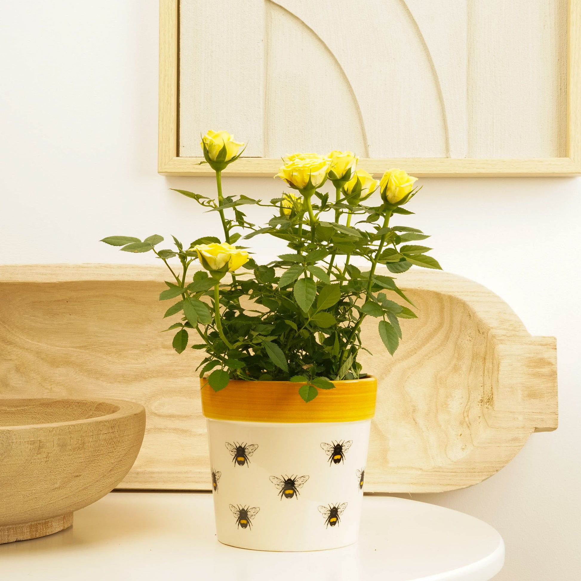indoor yellow rose plant Flowering Rose