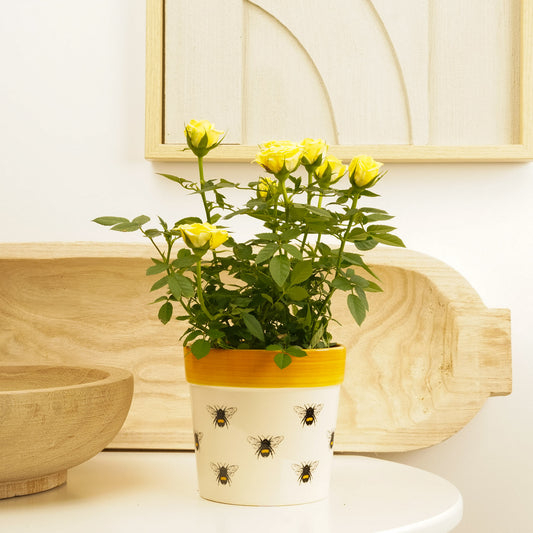 Flowering Rose | Yellow | Indoor Plants