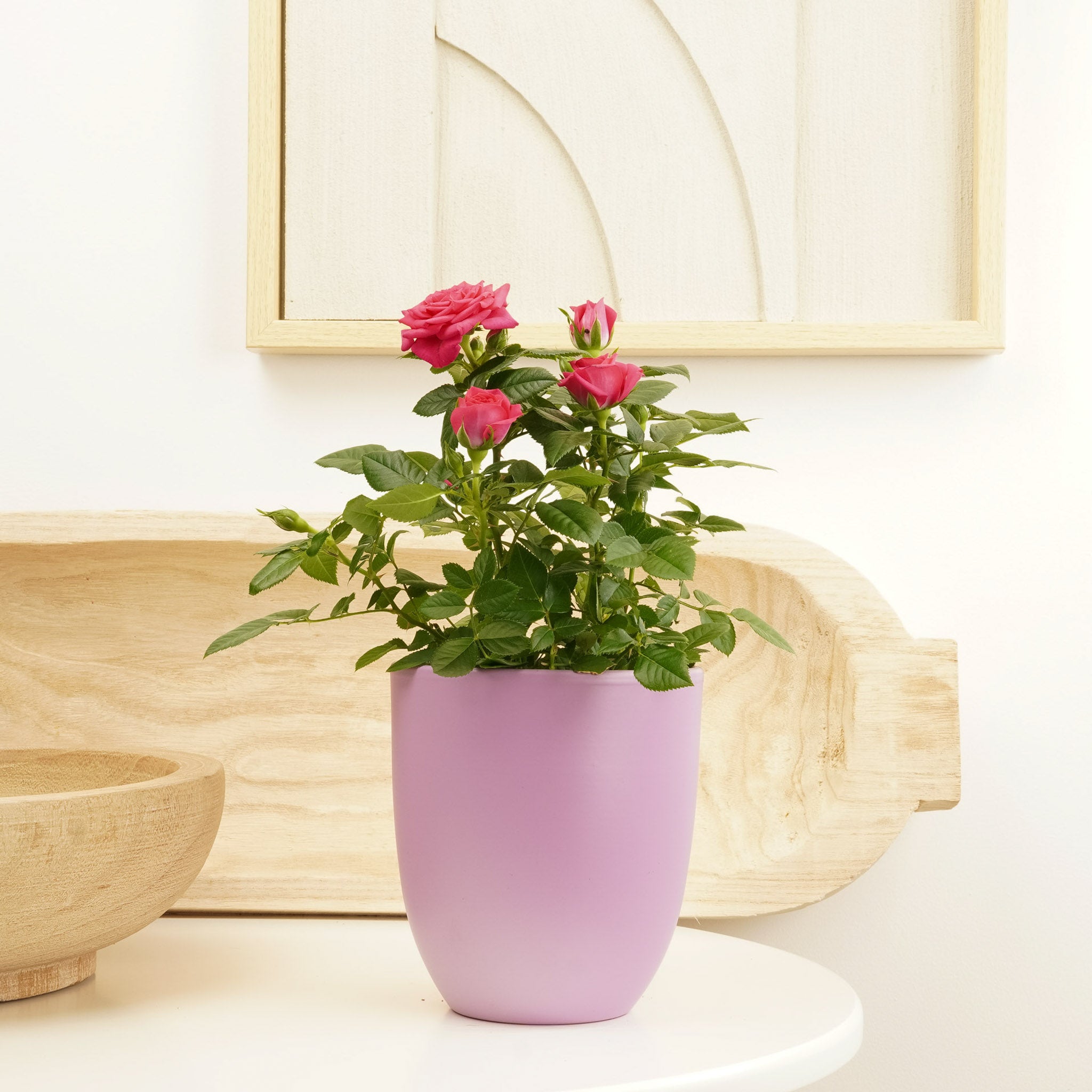pink house plants uk Flowering Rose | Hot Pink