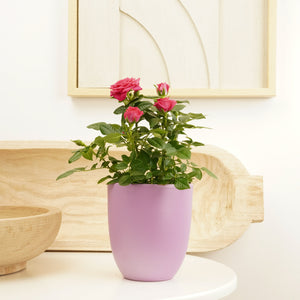 Flowering Rose | Hot Pink - Indoor Plant