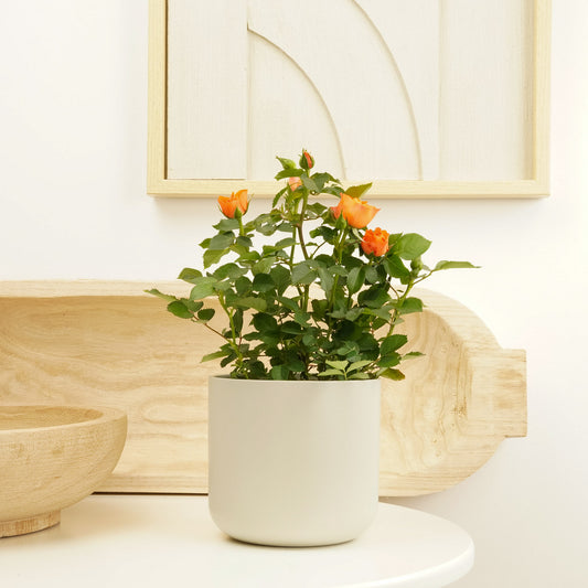 Flowering Rose | Orange | Plant Gifts