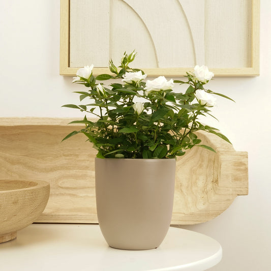 Flowering Rose | White | Potted Houseplants