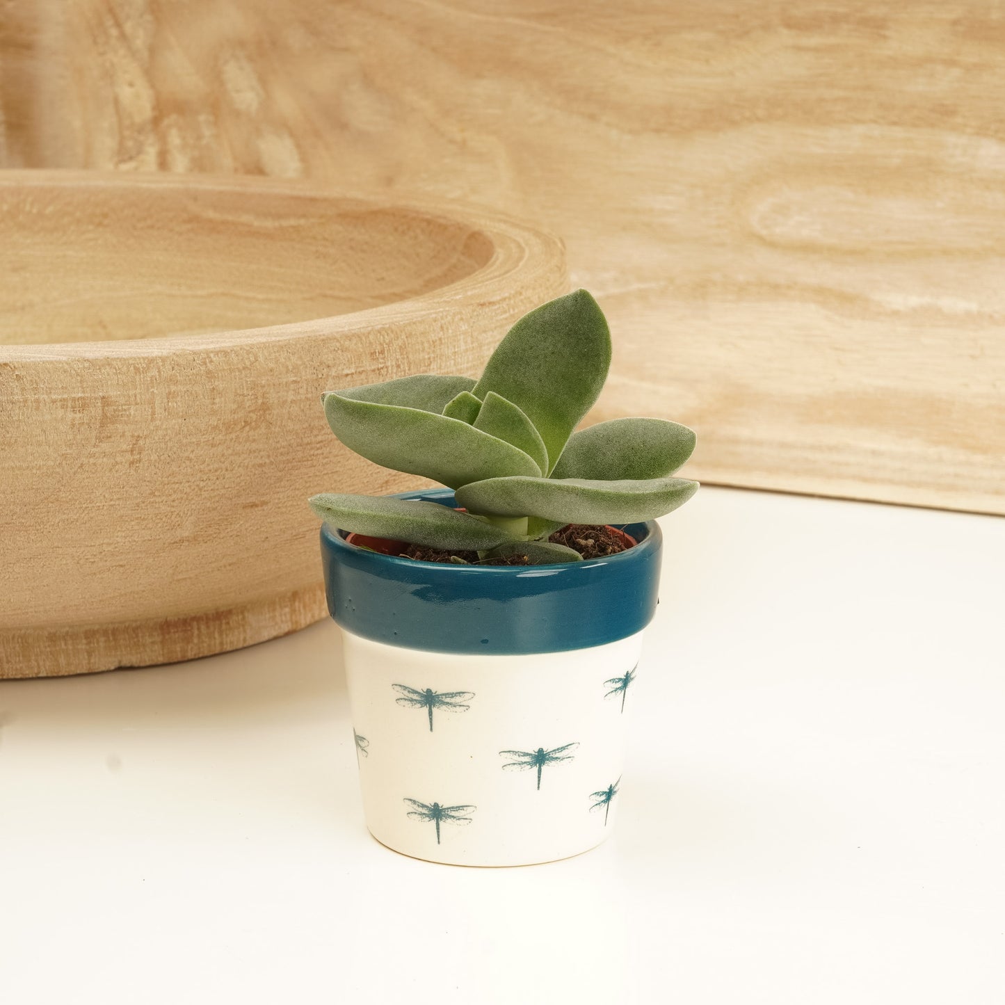 Crassula | Boomerang