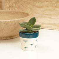 Crassula | Boomerang