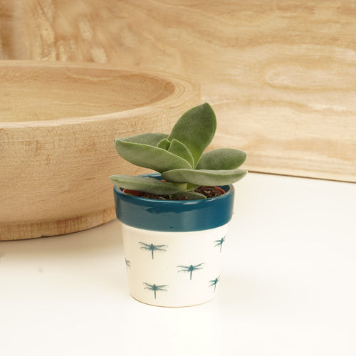 Crassula | Boomerang