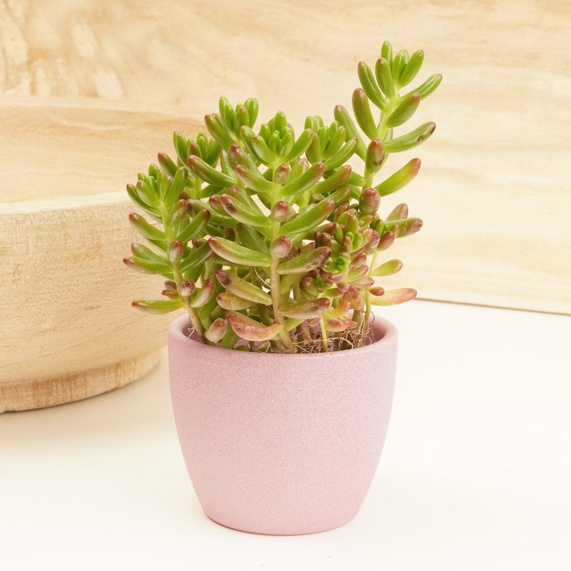 jelly bean plant indoors Jelly Bean Plant