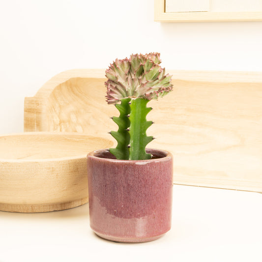 Mermaid Tail Cactus | Mother's Day