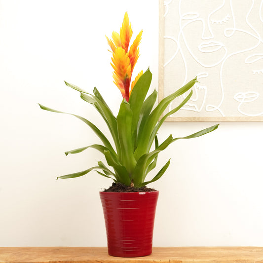 Vriesea Flaming Sword | Intenso Flame | Perfect Plants for Under £30
