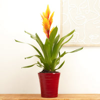 Vriesea Flaming Sword | Intenso Flame