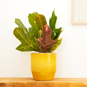 Croton | Excellent - Indoor Plant