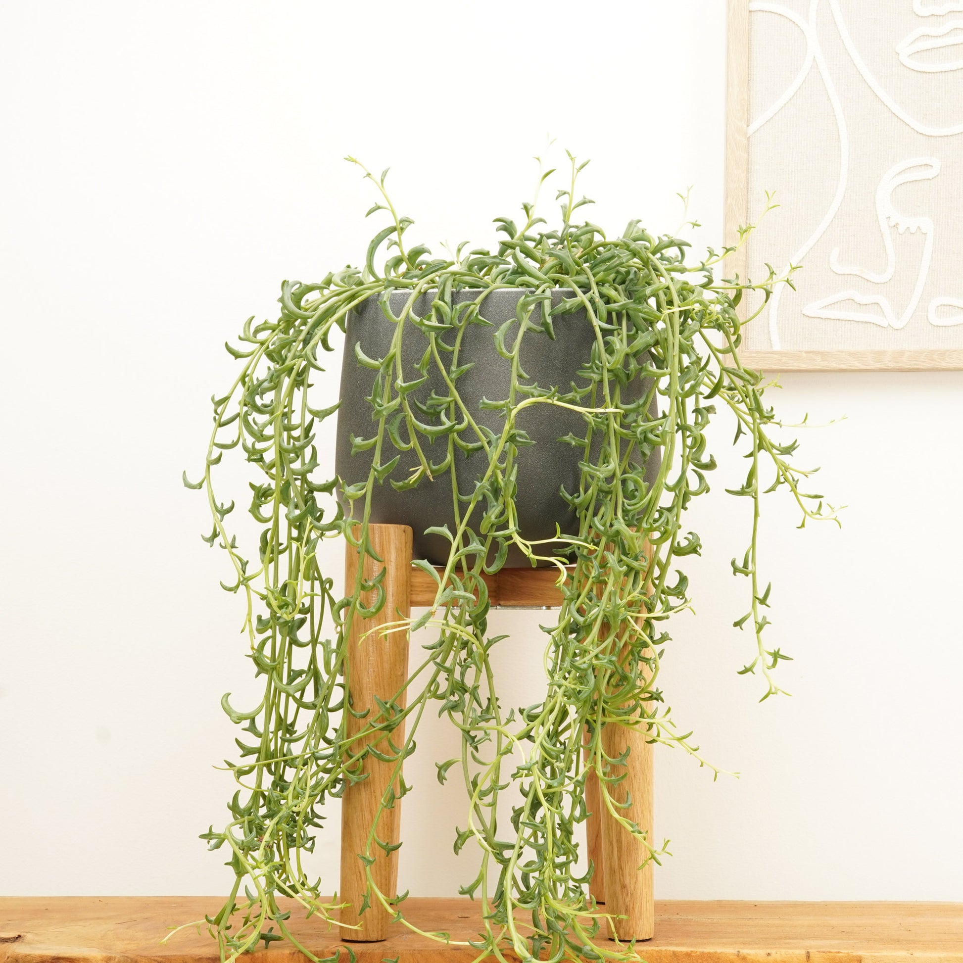dolphin plant care indoors String Of Dolphins