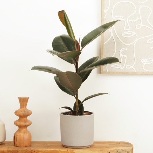 Rubber Tree | Abidjan | Potted Houseplants