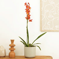 Cambria Orchid | Red Sun