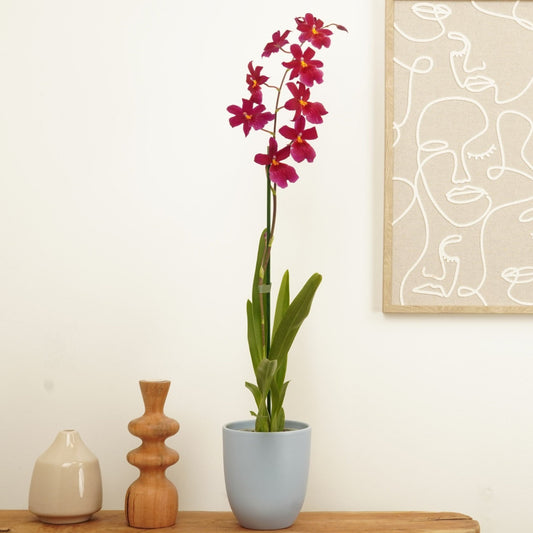 Burrageara Orchid | Nelly Isler Red Velvet | Perfect Plants for Under £50