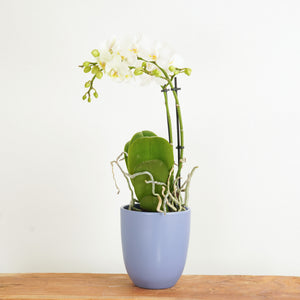 White Phalaenopsis Orchid | Dame Blanche - Indoor Plant