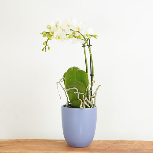 White Phalaenopsis Orchid | Dame Blanche