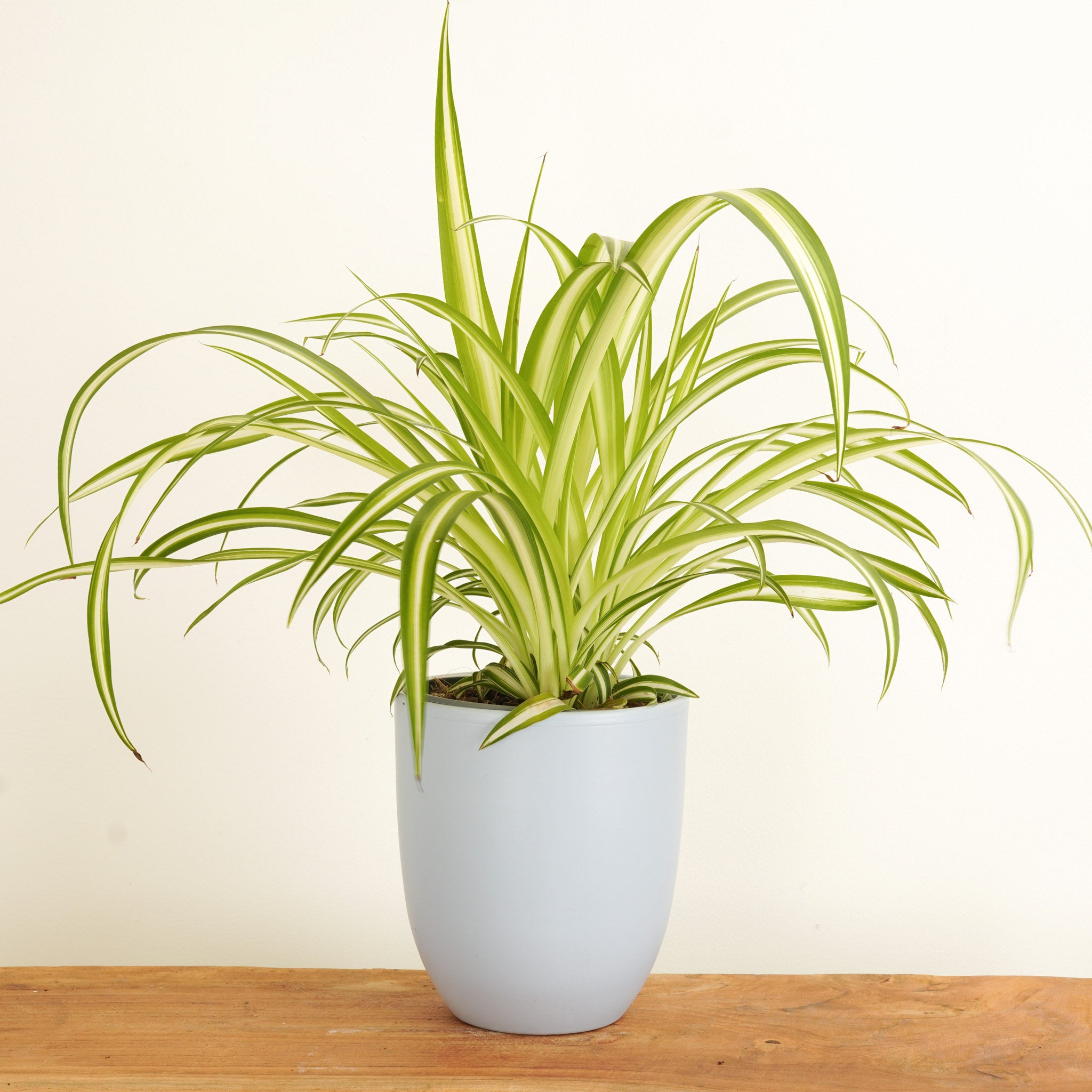 spider plant lemon Spider Plant