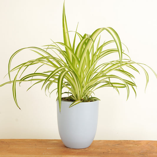 Spider Plant | Pet Safe Plants