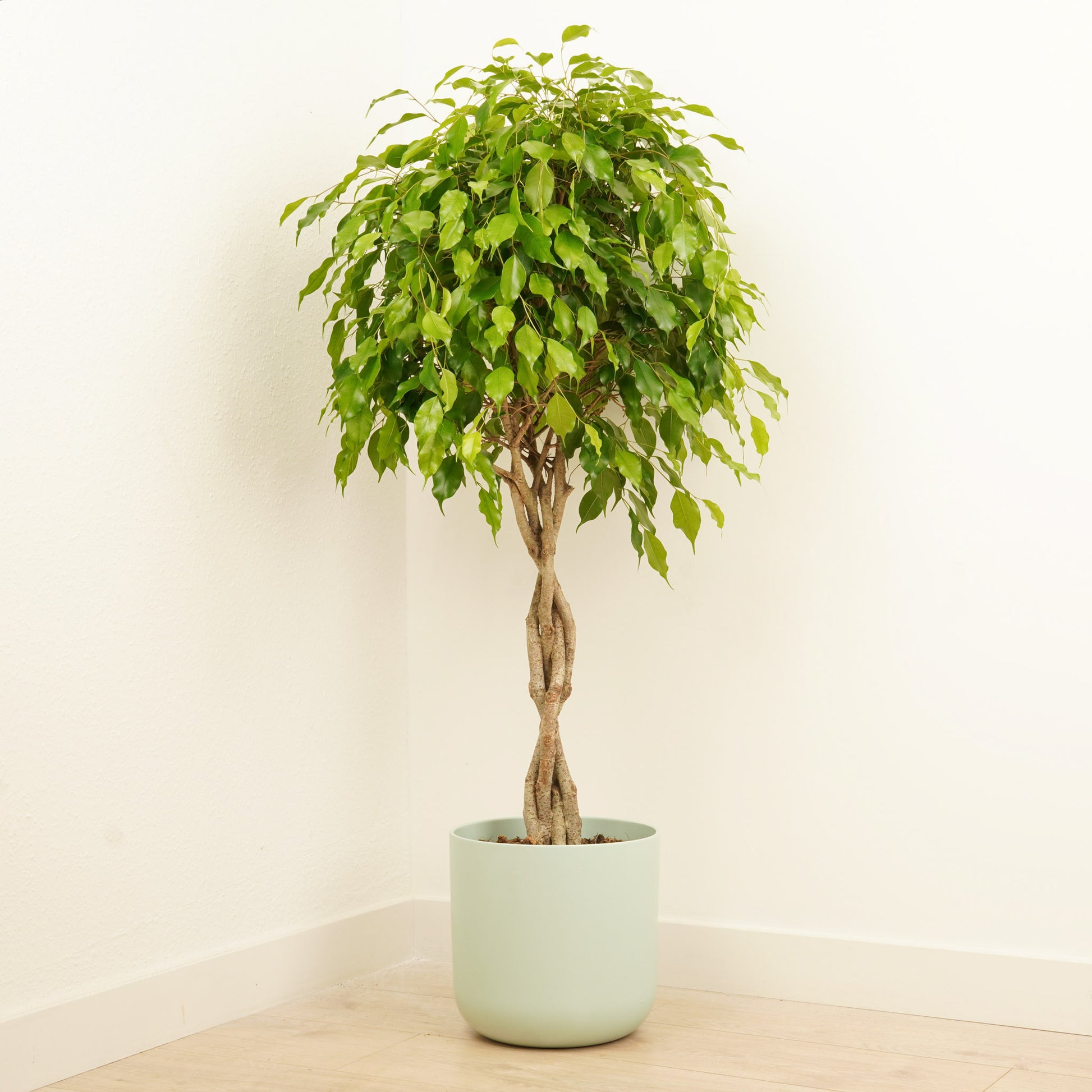 twisted tree house plant Twisted Weeping Fig
