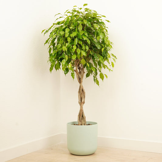 Twisted Weeping Fig | Exotica | Potted Houseplants