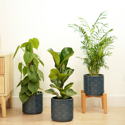 Leafy Legends  | Plant Bundle | 