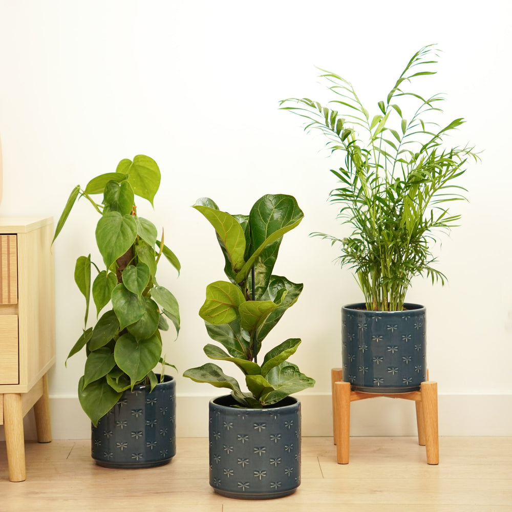 Indoor Leafy Legends | Plant Bundle | 3 X PLANTS | 3 X POTS | Indoor Plant Bundle