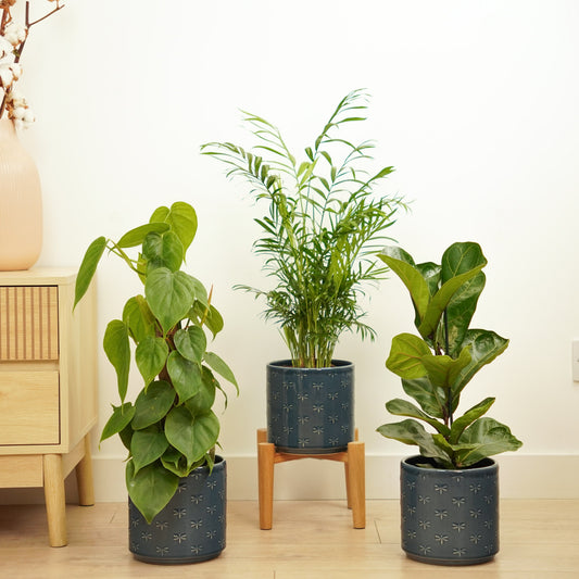 Leafy Legends  | Plant Bundle | Potted Houseplants
