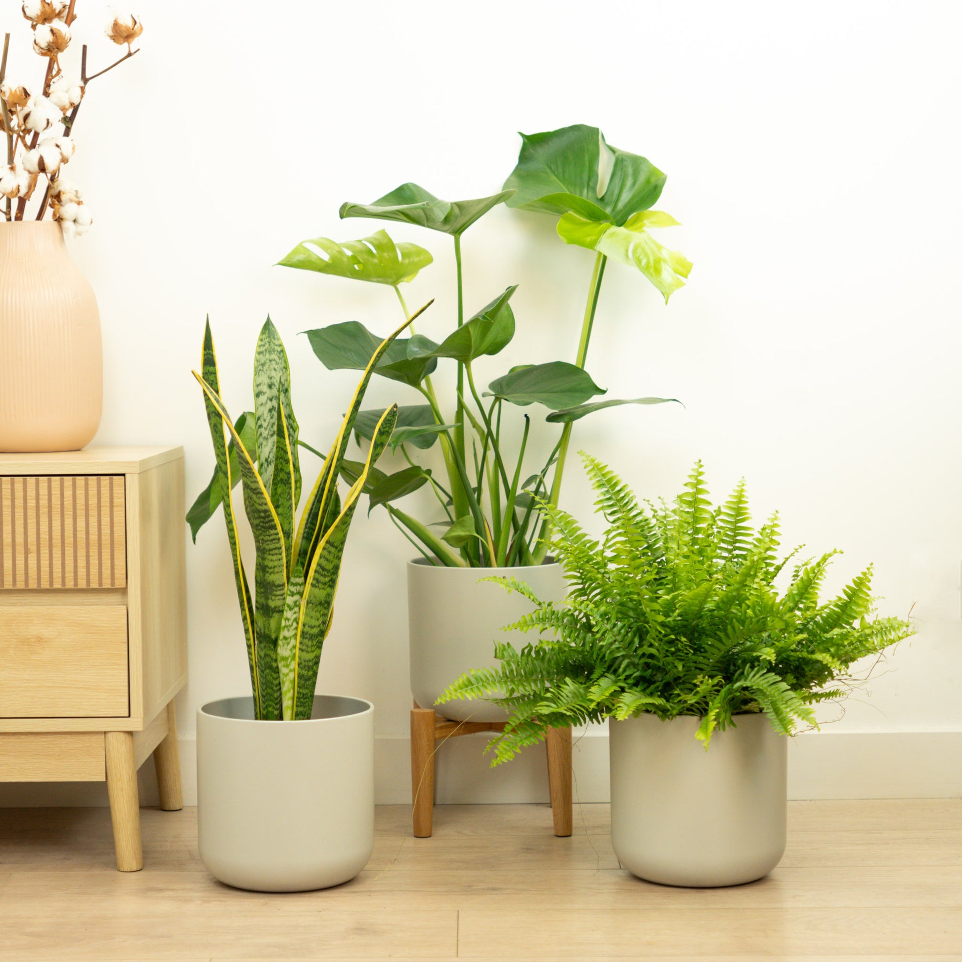 buy pot plants uk Starter Plant Parent | Plant Bundle | 3 X PLANTS