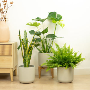 Starter Plant Parent | Plant Bundle - Indoor Plant