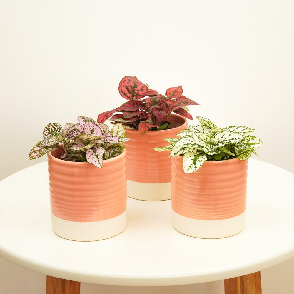 Indoor Playful Polkadots | Plant Bundle | 3 X PLANTS | 3 X POTS | Indoor Plant Bundle