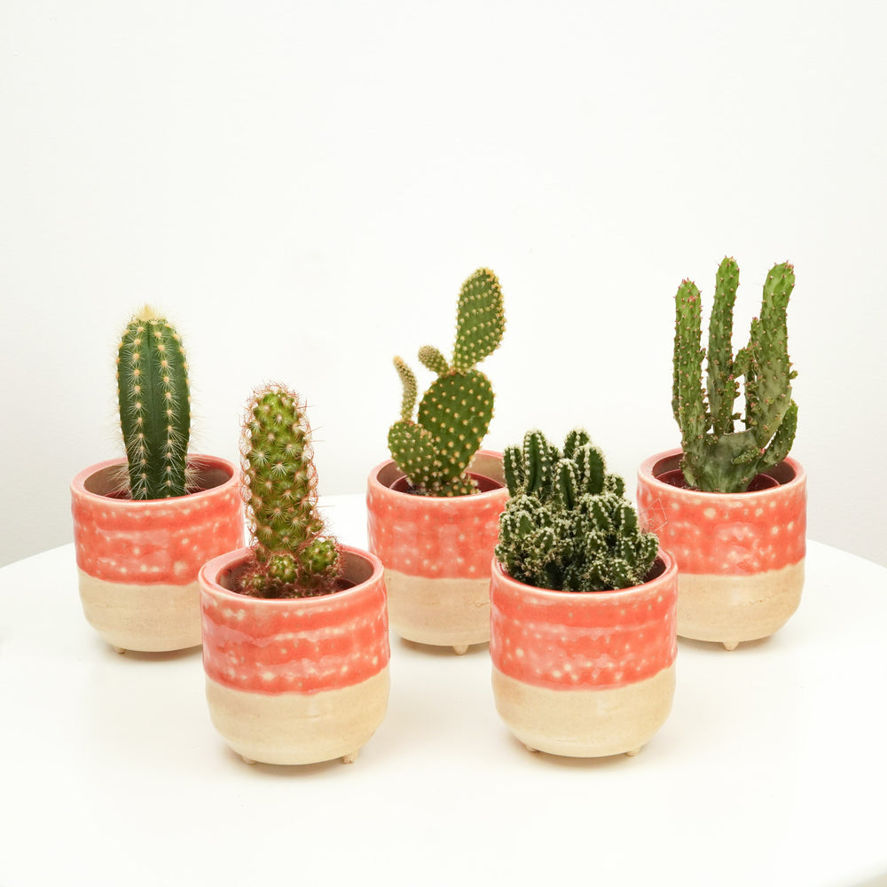 Indoor Desert Delight | Plant Bundle | 5 X PLANTS | 5 X POTS | Indoor Plant Bundle