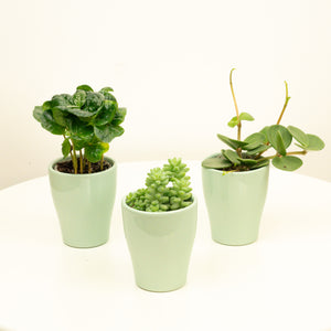 Bestseller Baby  | Plant Bundle - Indoor Plant