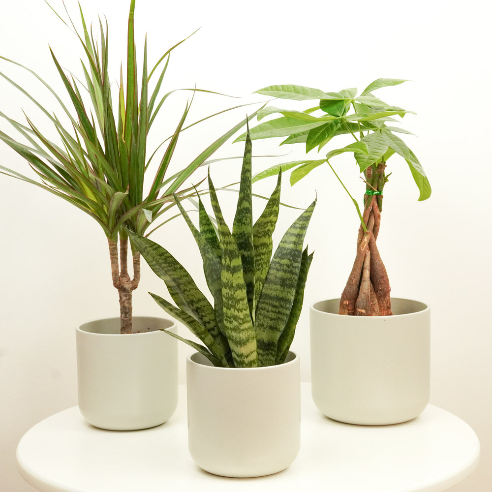 Indoor Utopia | Plant Bundle | 3 X PLANTS | 3 X POTS | Indoor Plant Bundle