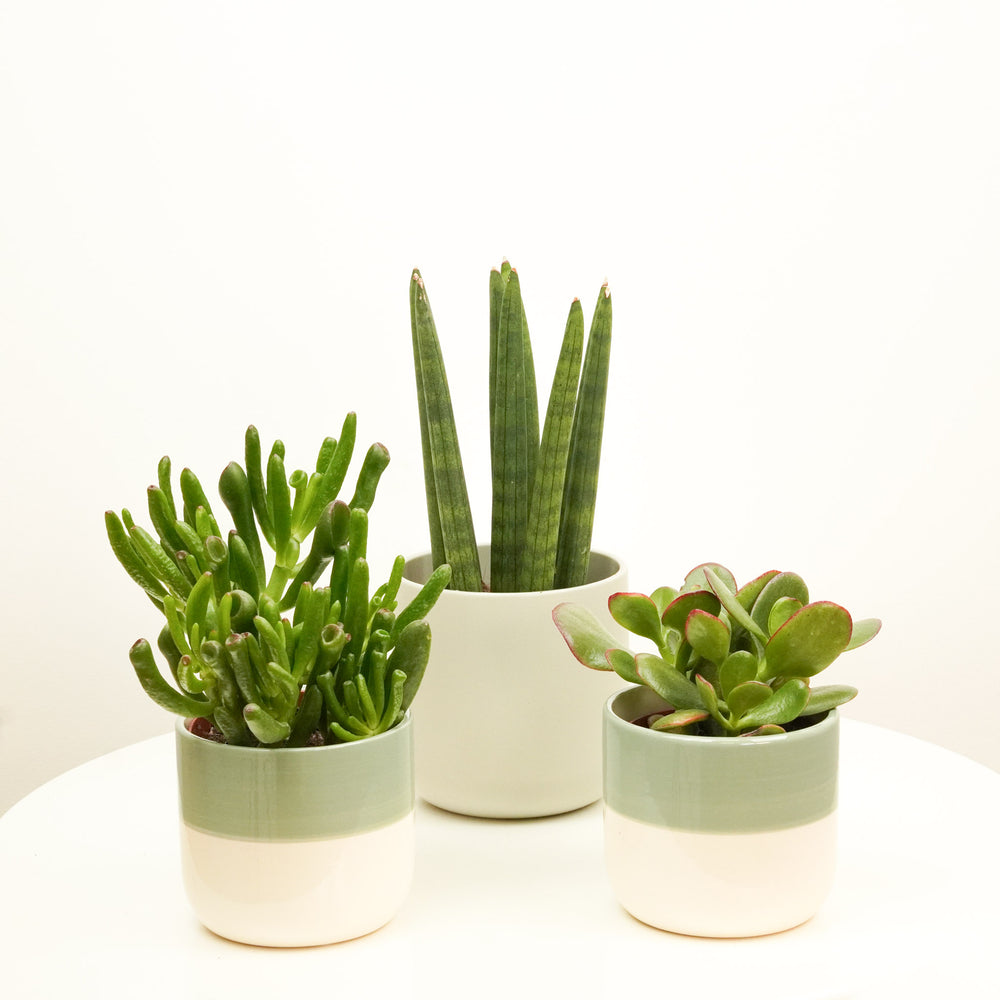 Indoor SuccuLove | Plant Bundle | 3 x PLANTS | 3 X POTS | Indoor Plant Bundle