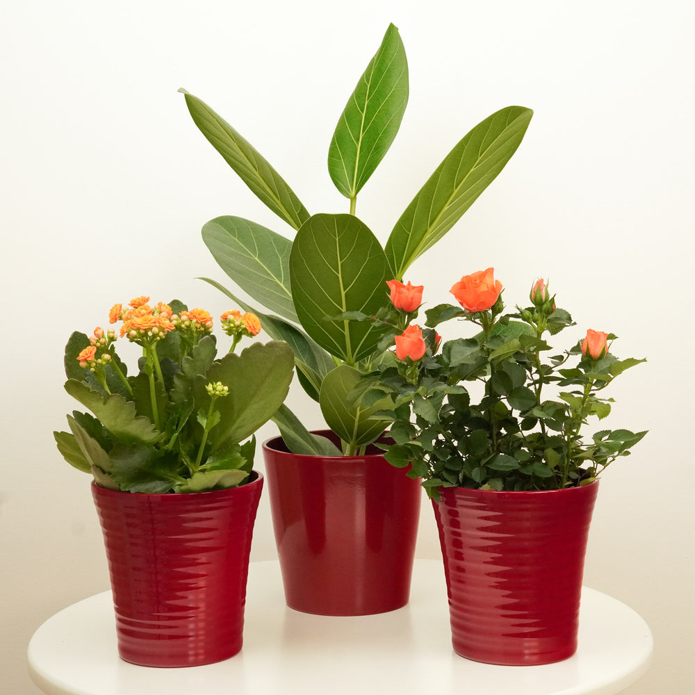 Indoor Radiant Autumn | Plant Bundle | 3 PLANTS | 3 X POTS | Indoor Plant Bundle