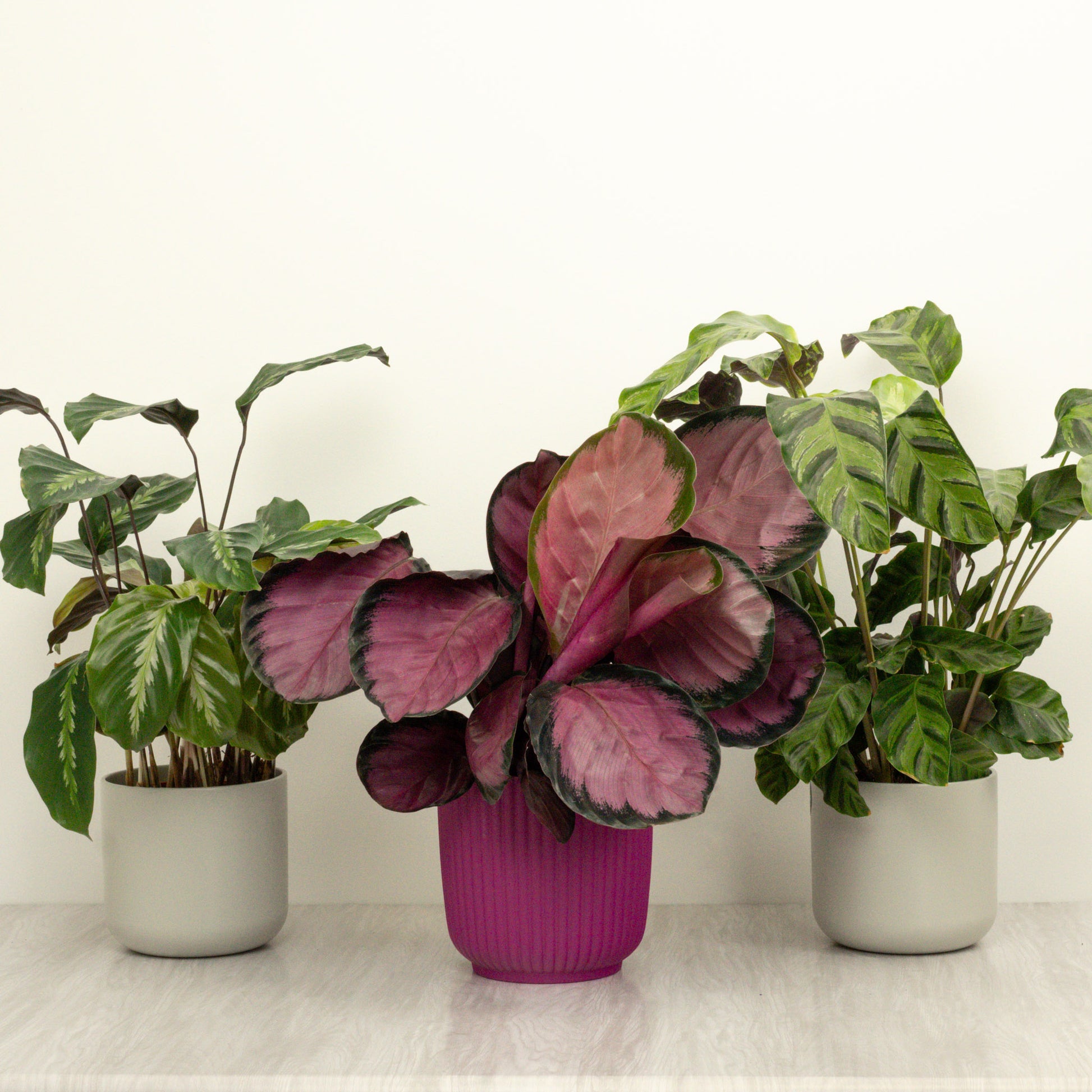 Crazy Calathea  | Plant Bundle