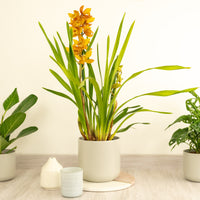 Cymbidium Orchid | Tiger