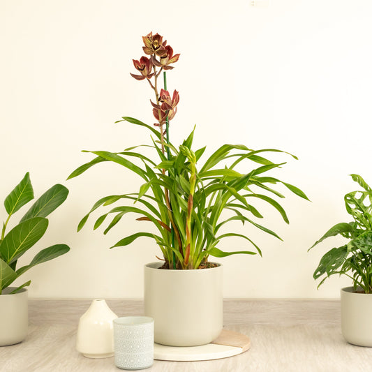 Cymbidium Orchid | Monty | 