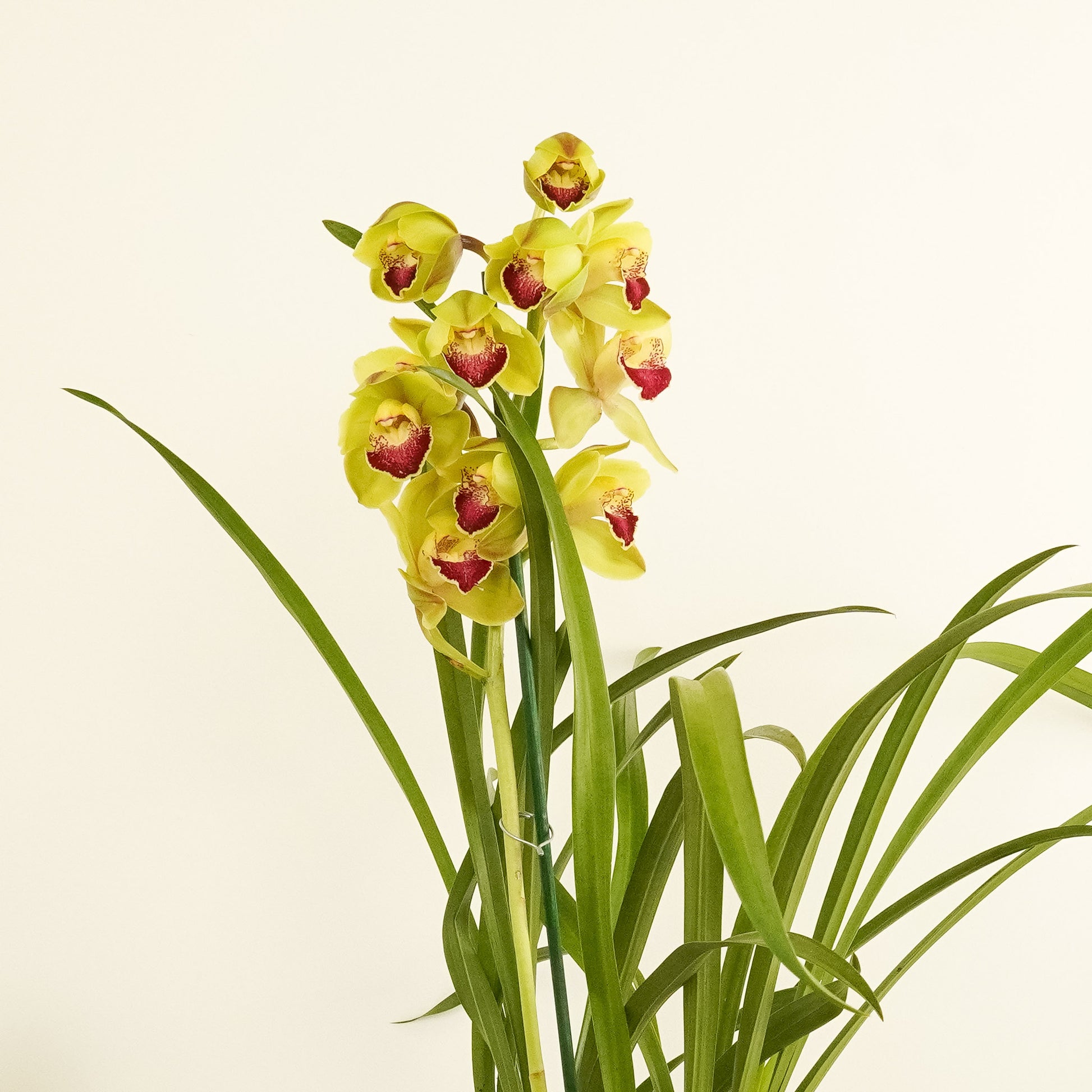 Cymbidium Orchid | Julia