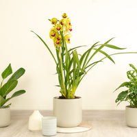 Cymbidium Orchid | Julia