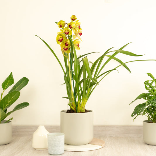 Cymbidium Orchid | Julia | 