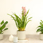 Cymbidium Orchid | Bryony