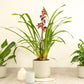 Cymbidium Orchid | Gilly
